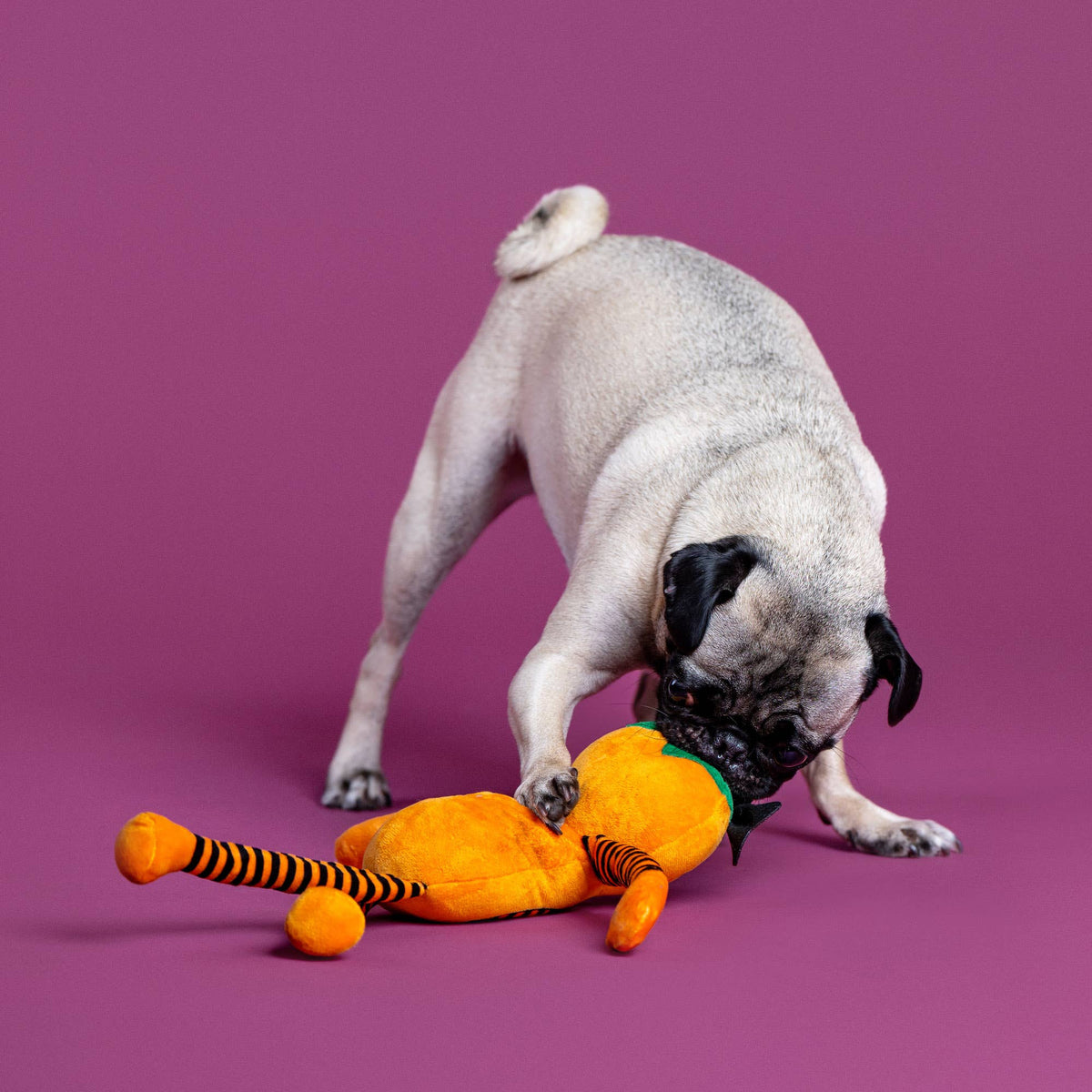 Petshop by Fringe Studio - Harvest Cutie