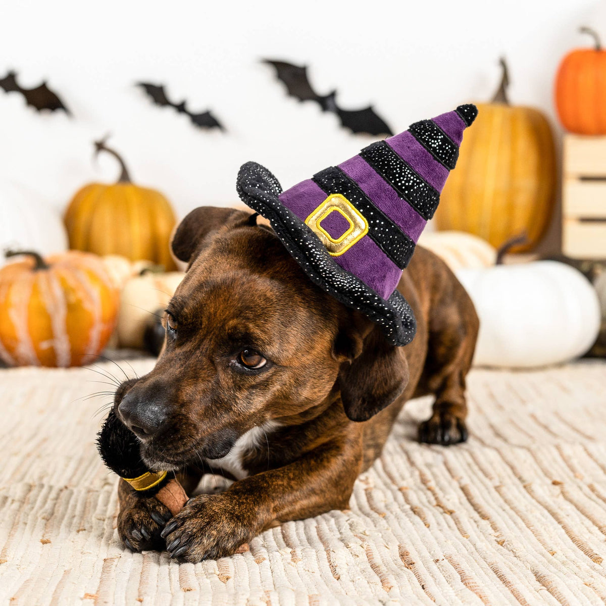 Petshop by Fringe Studio - If the Broom Fits Set