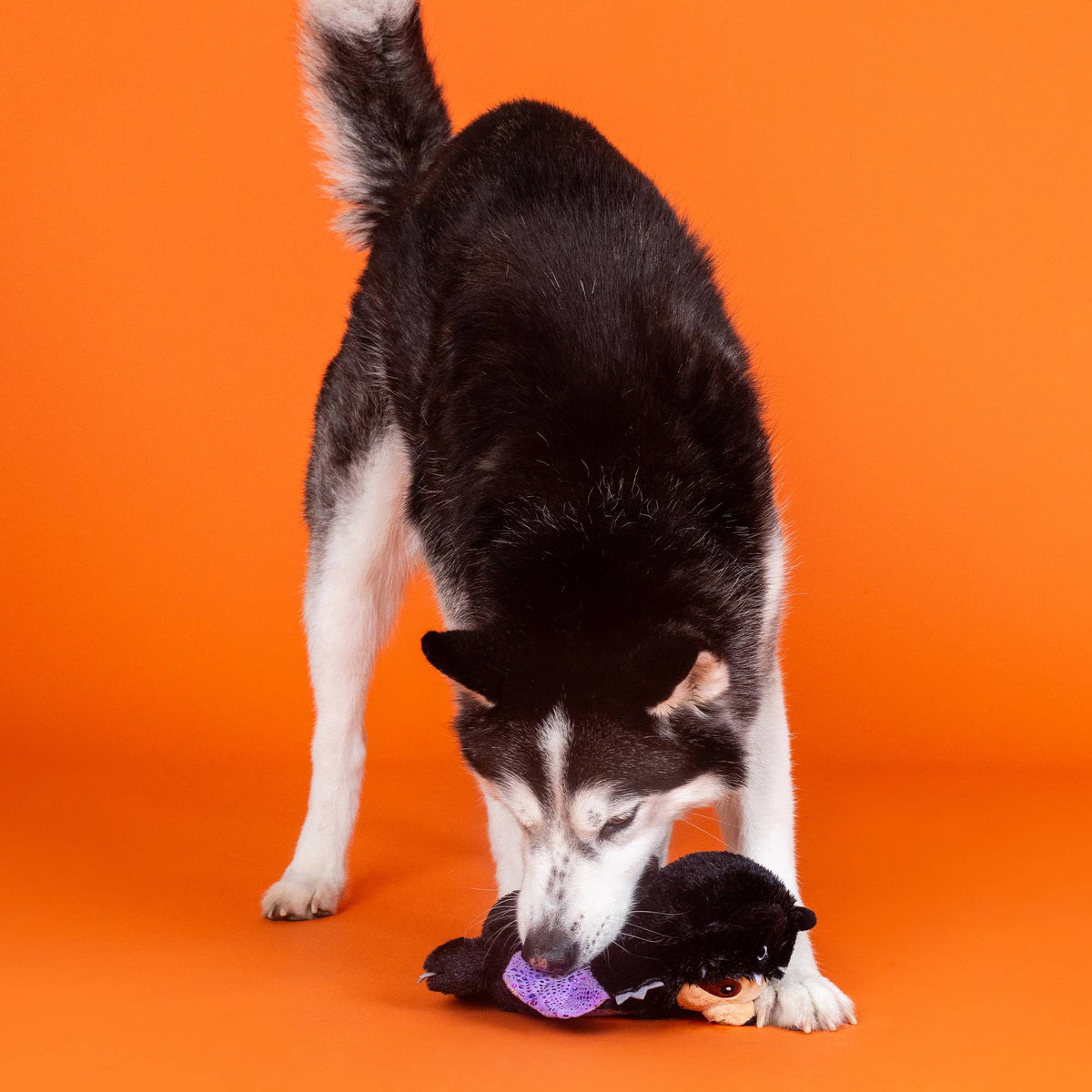 Petshop by Fringe Studio - It Be Like Bat