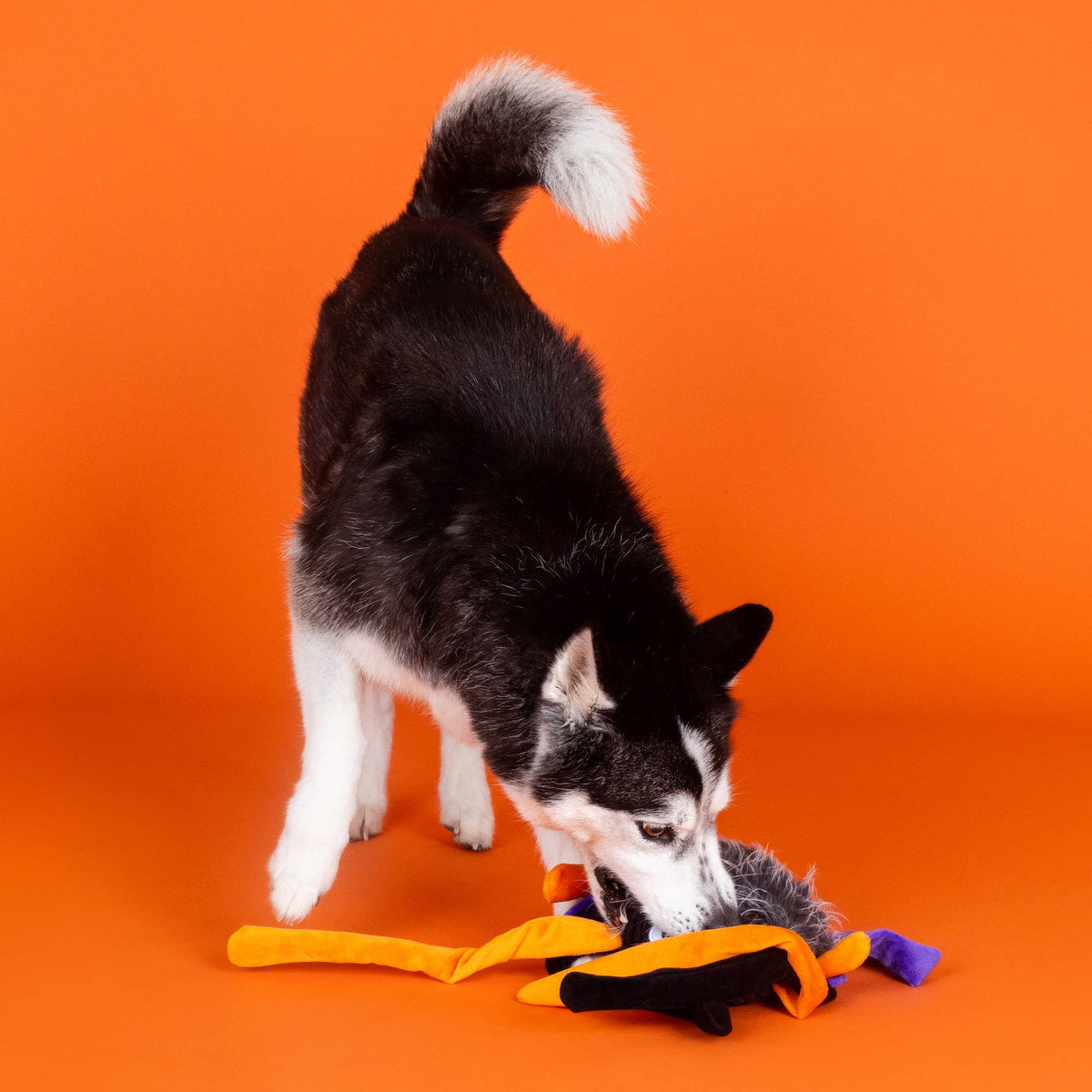 Petshop by Fringe Studio - Trappin' Flies