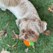 Spunky Pup - Squeaky Tennis Balls