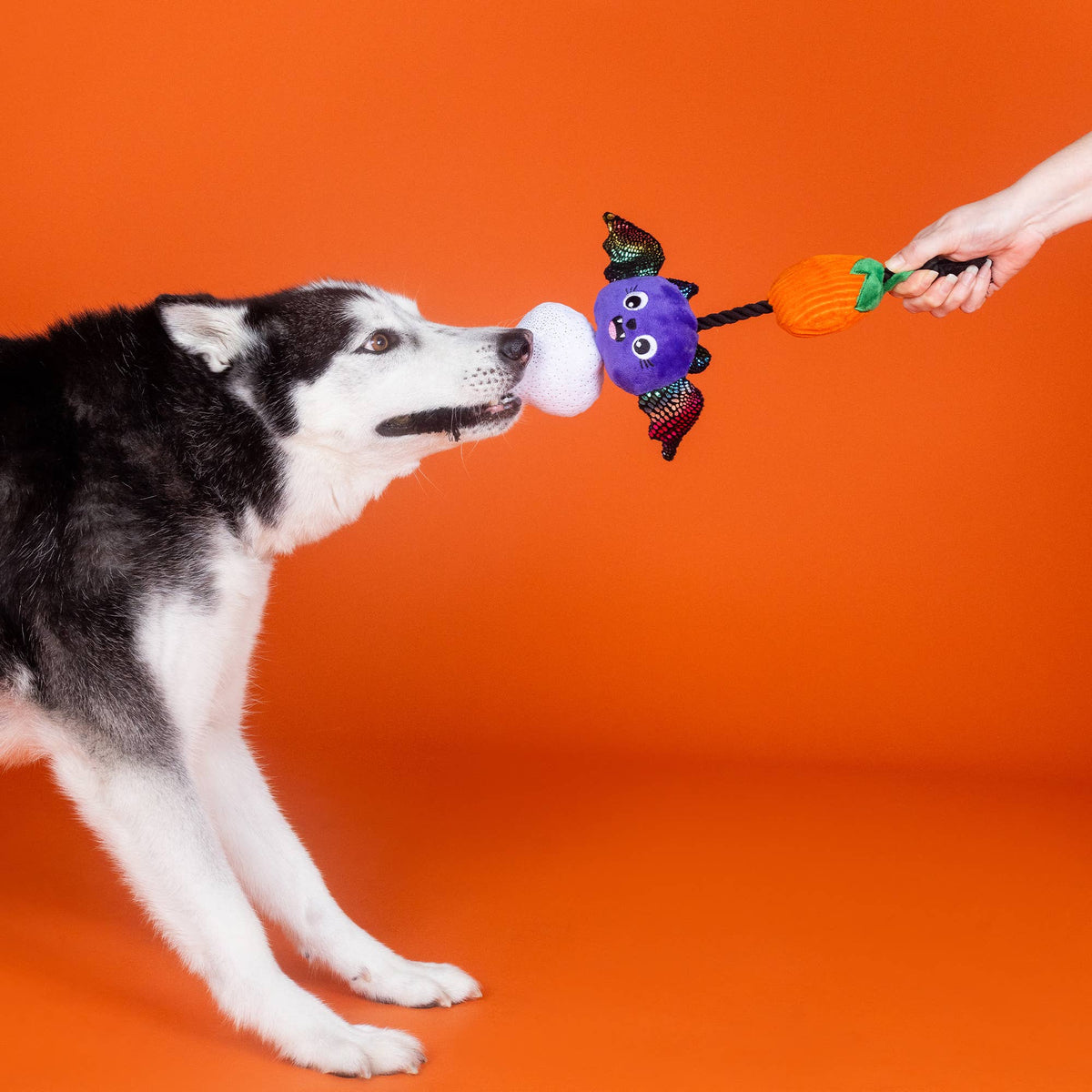 Petshop by Fringe Studio - Literally Dead Cute