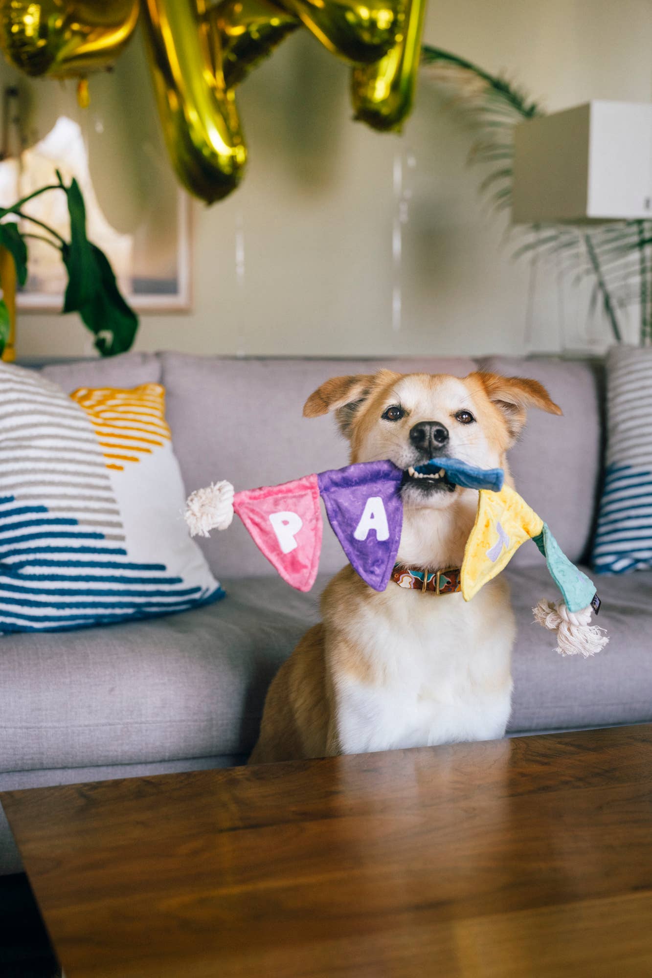 Play Pet Brands - Party Animal - Tug n’ Party Banner