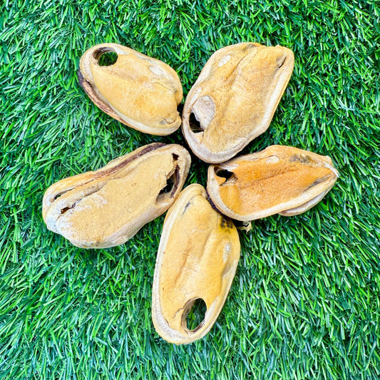 New Zealand Green-Lipped Mussel
