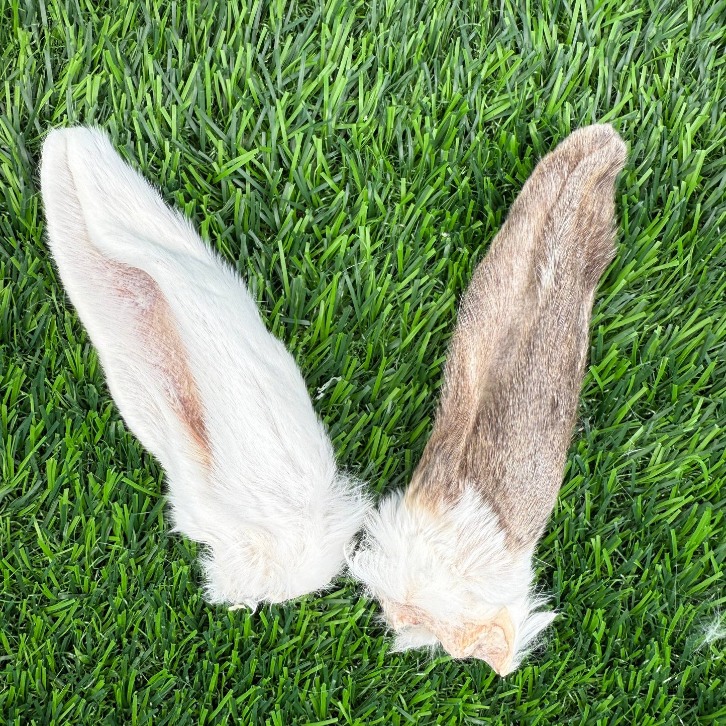 Rabbit Ears