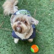 Spunky Pup - Squeaky Tennis Balls