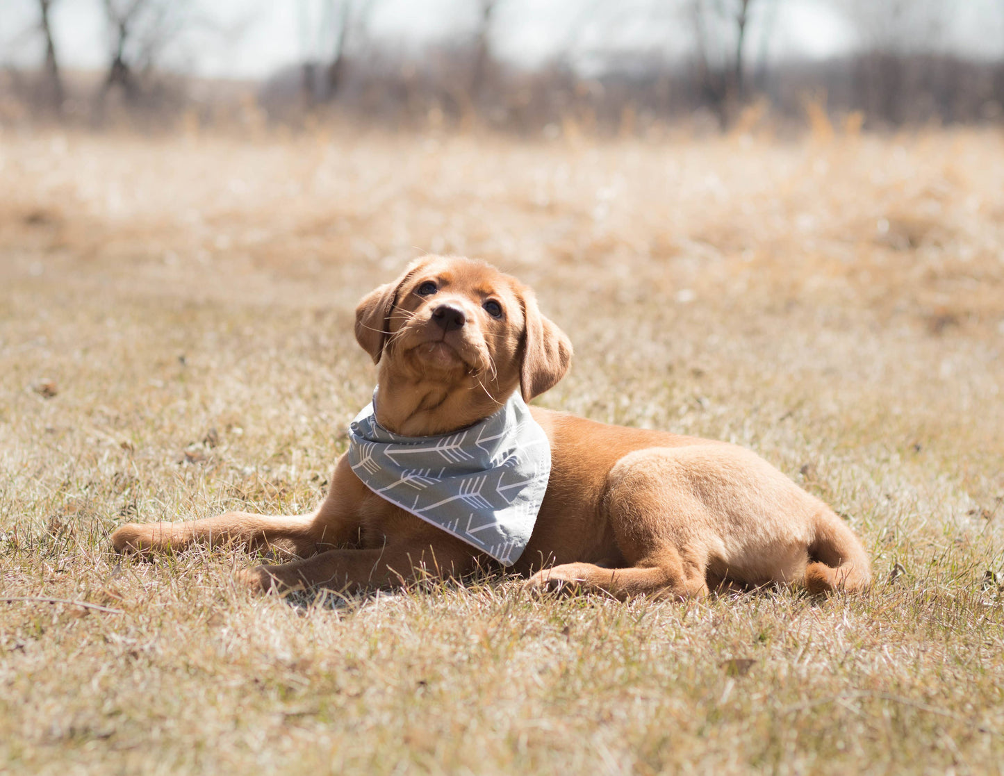 Bandana - Birthday Boy