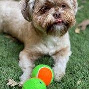 Spunky Pup - Squeaky Tennis Balls