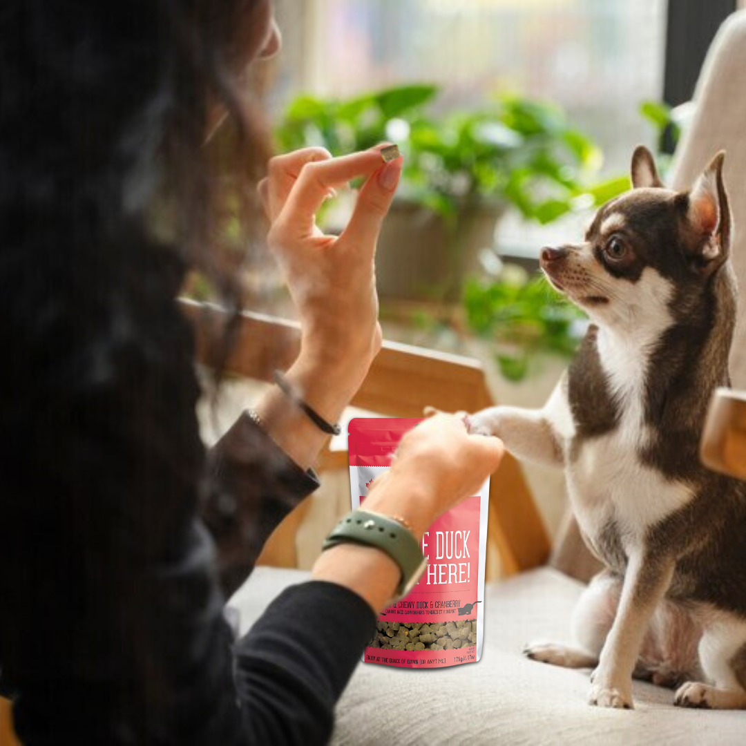 The Granville Island Pet Treatery - Get the Duck Outta Here!