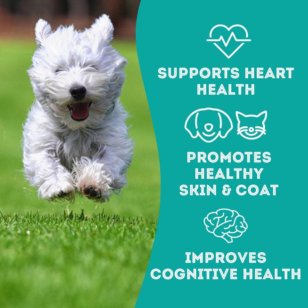 The Granville Island Pet Treatery - To Dive For!