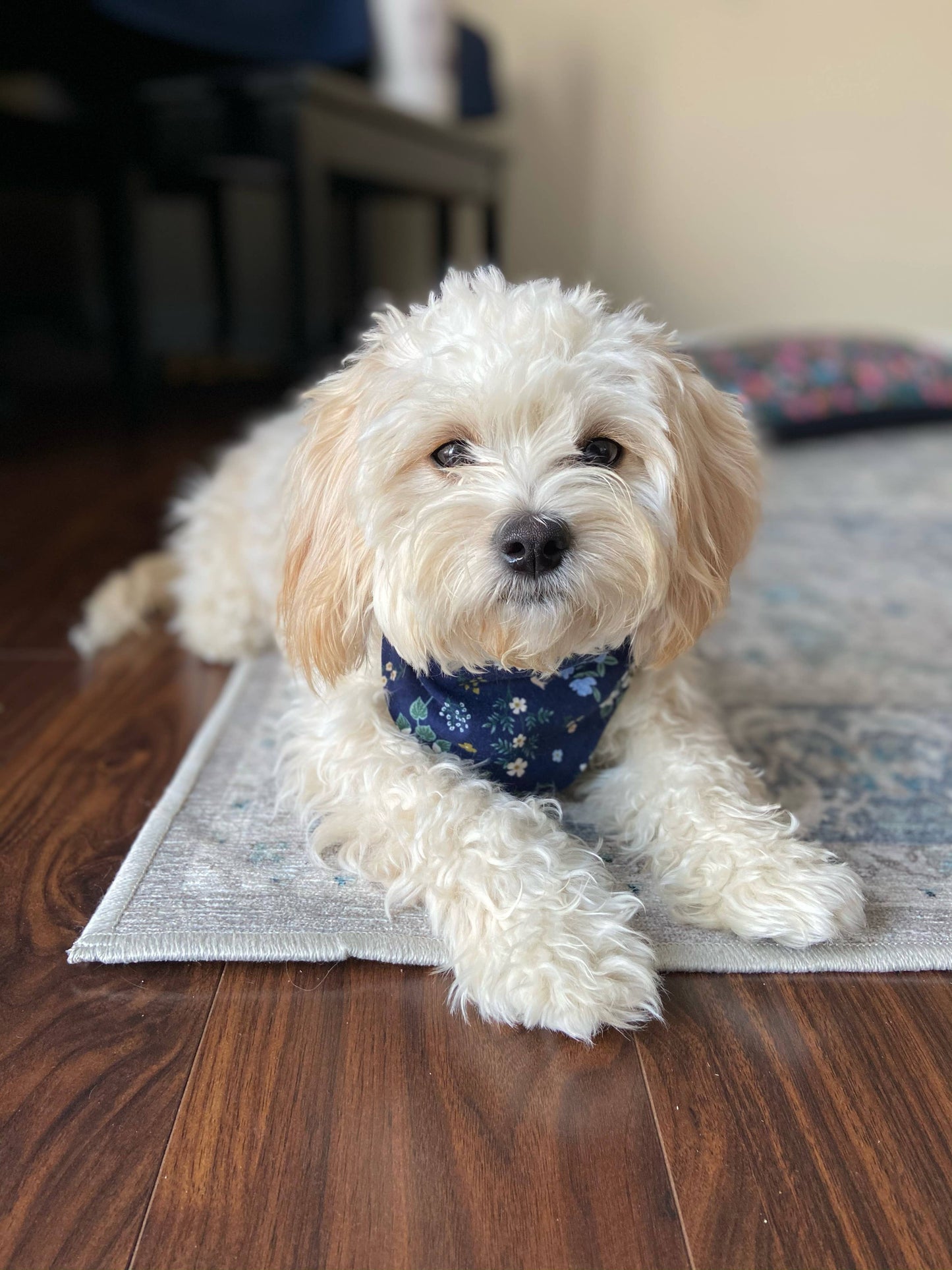 Bandana - Birthday Boy