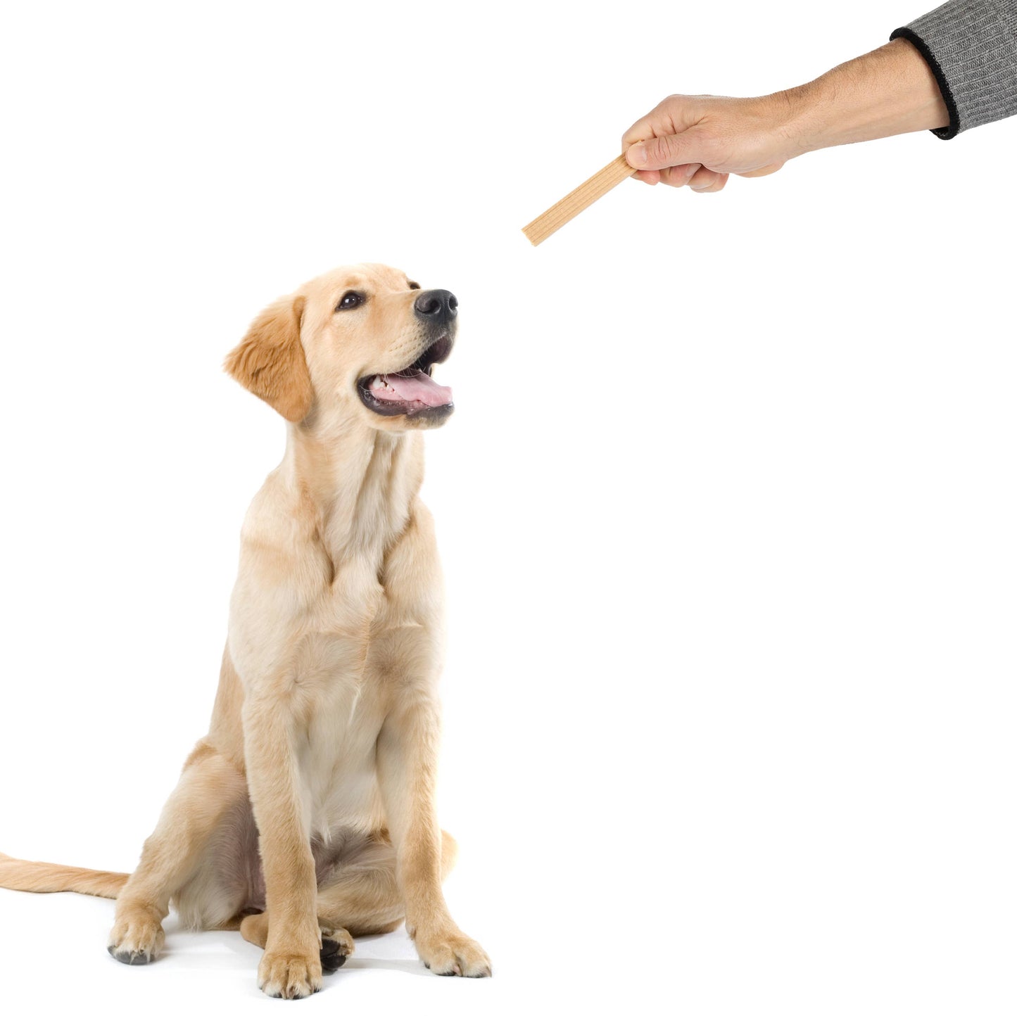 Project Hive Pet Company - Dental Chew Sticks - Medium/Large