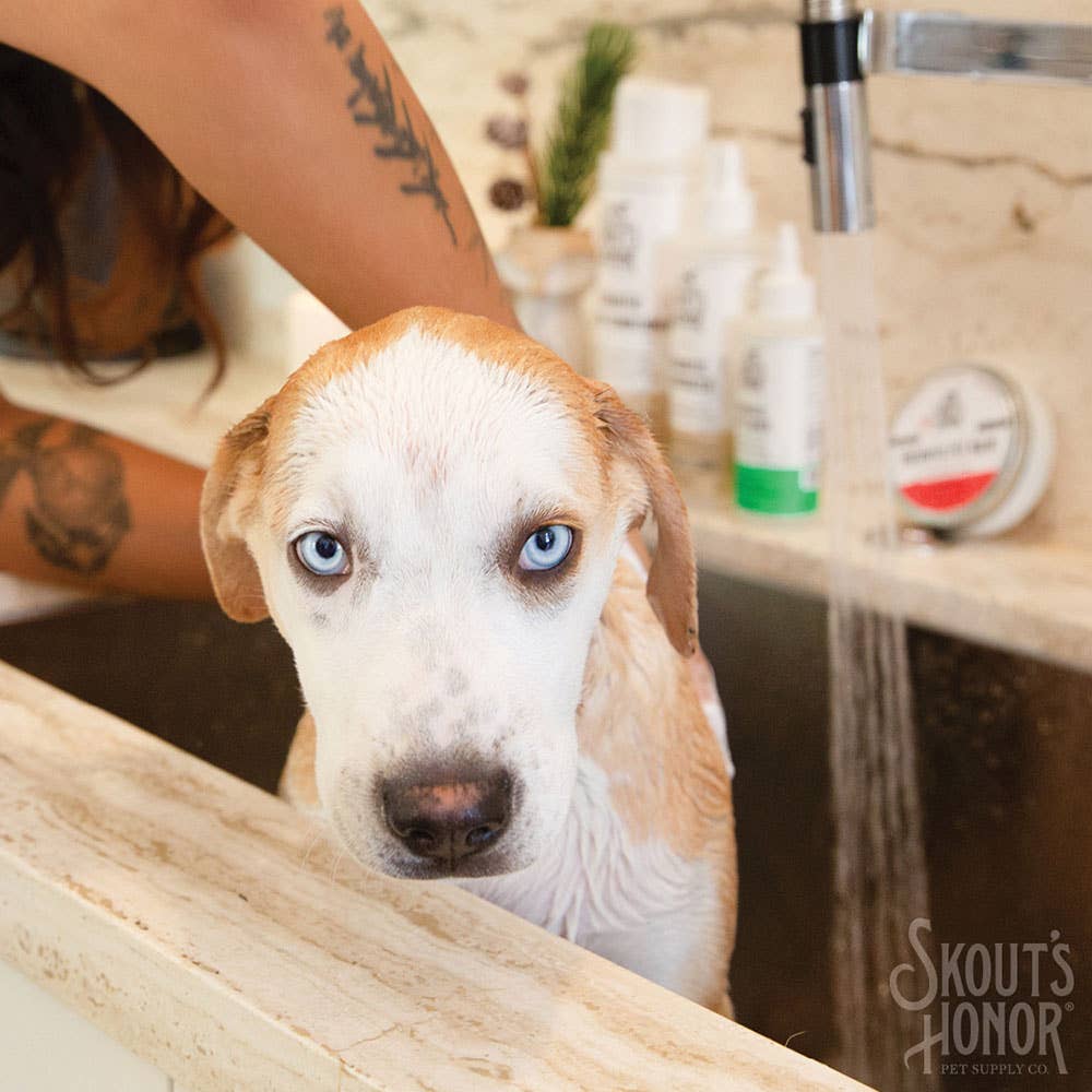 Skout's Honor - Probiotic Shampoo + Conditioner - Dog of the Woods