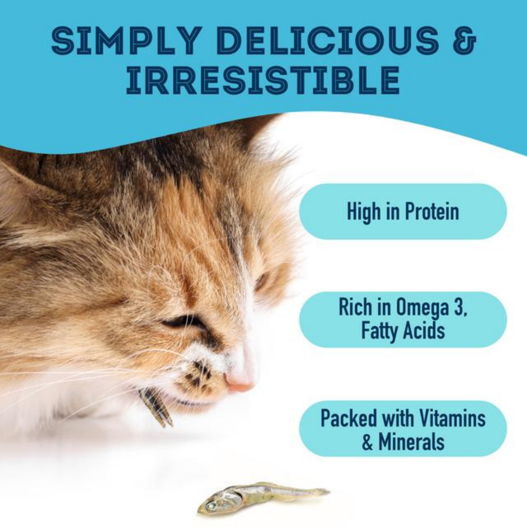 The Granville Island Pet Treatery - With Love and Fishes (XXL)