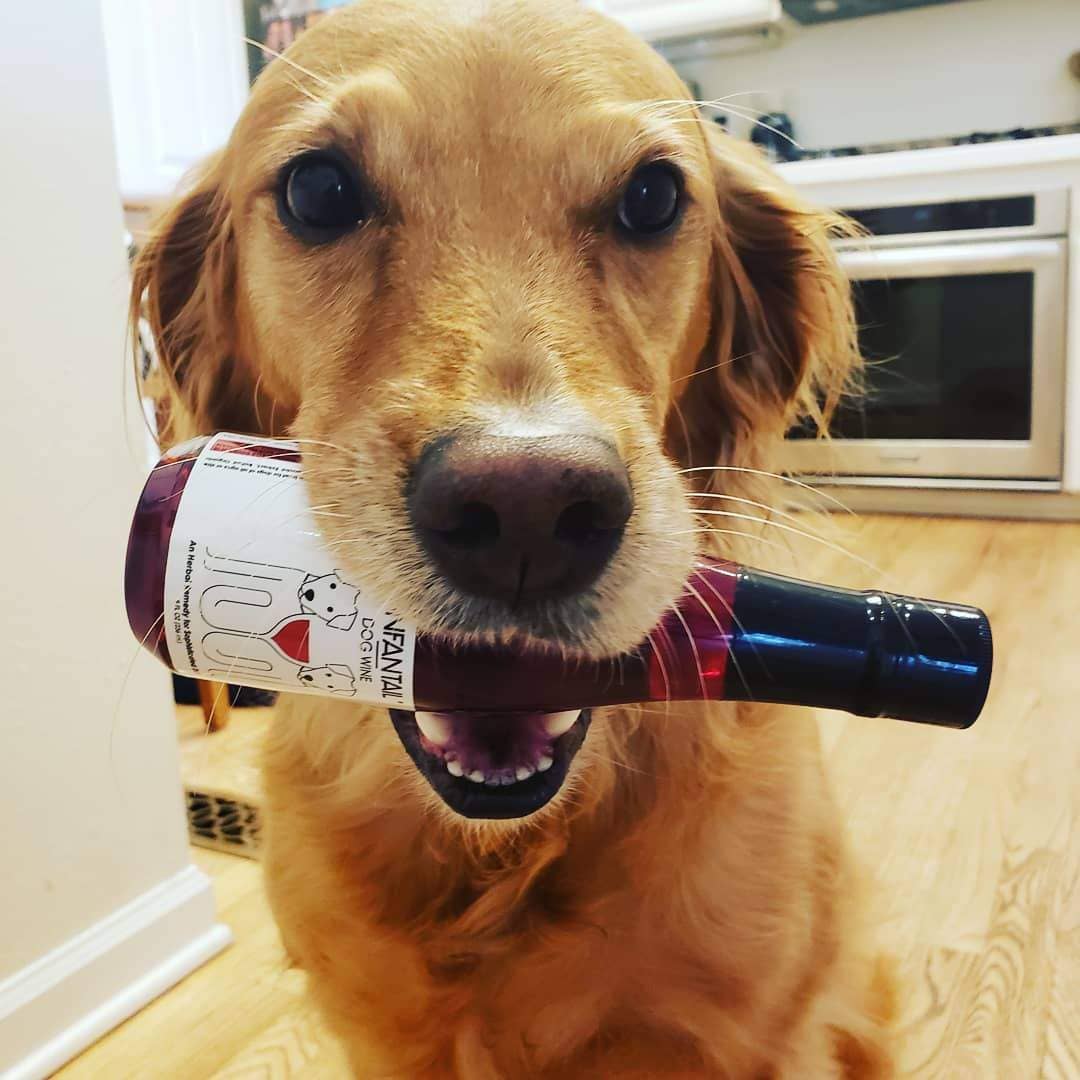Dog Wine - Zinfantail