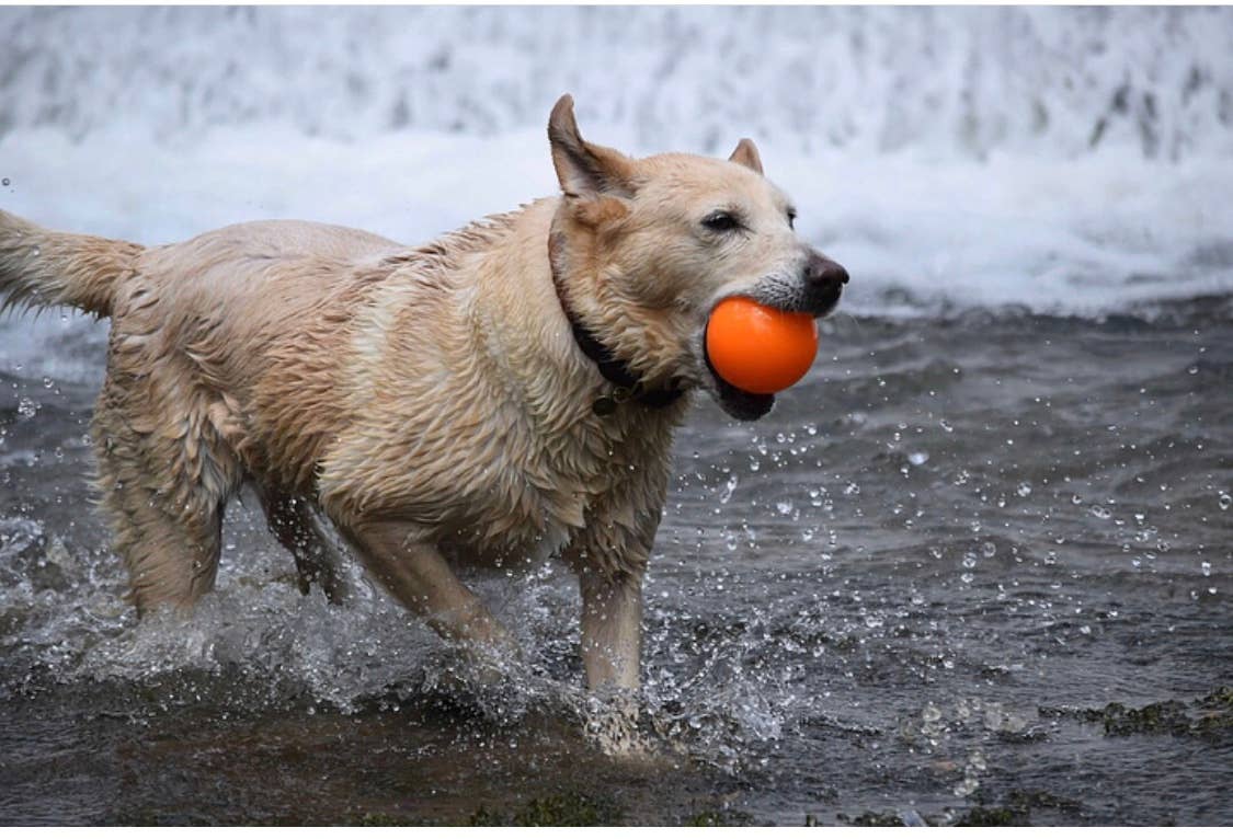 Spunky Pup - Fetch and Glow Ball