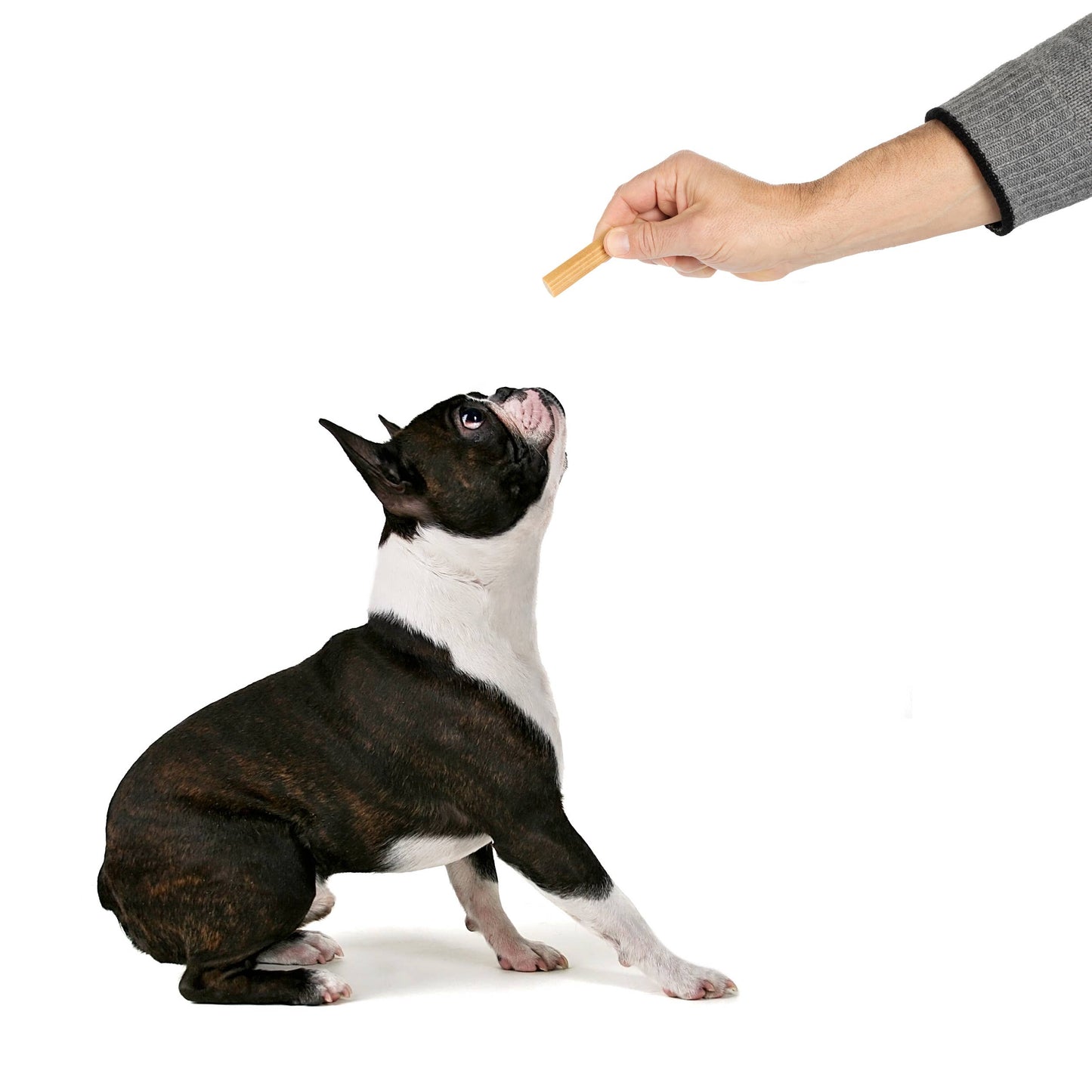 Project Hive Pet Company - Dental Chew Sticks - Small/Medium