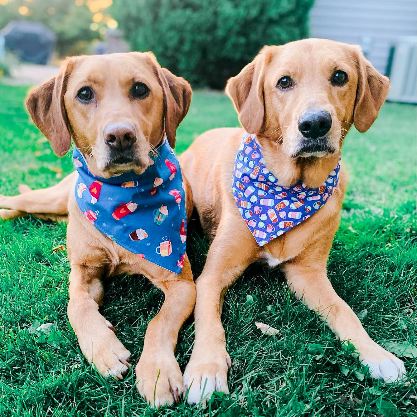 Bandana - Birthday Girl