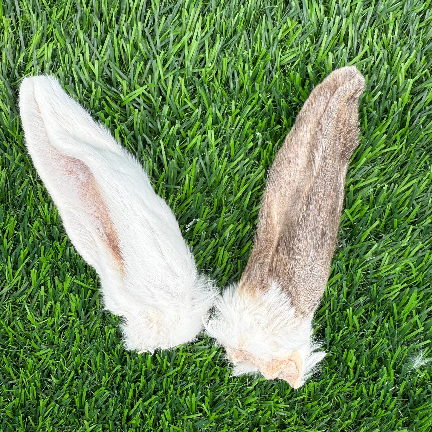 Rabbit Ears