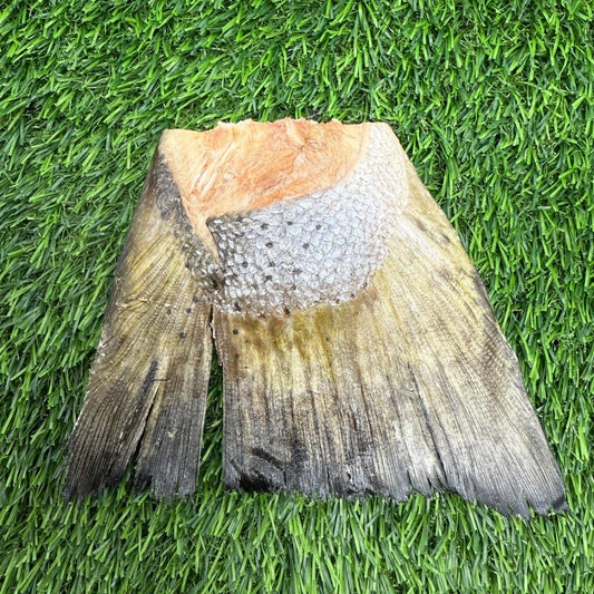 Salmon Tail