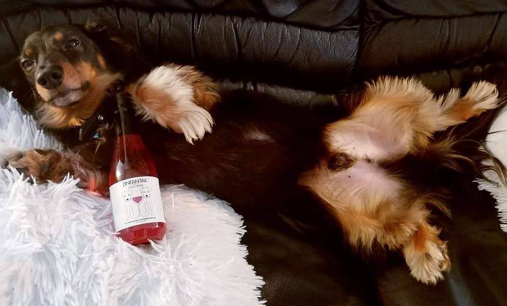Dog Wine - Zinfantail