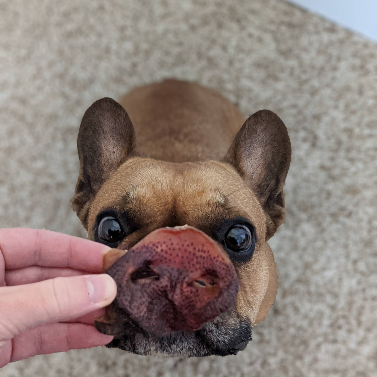 Hog Snout