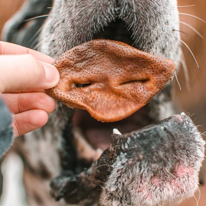 Hog Snout