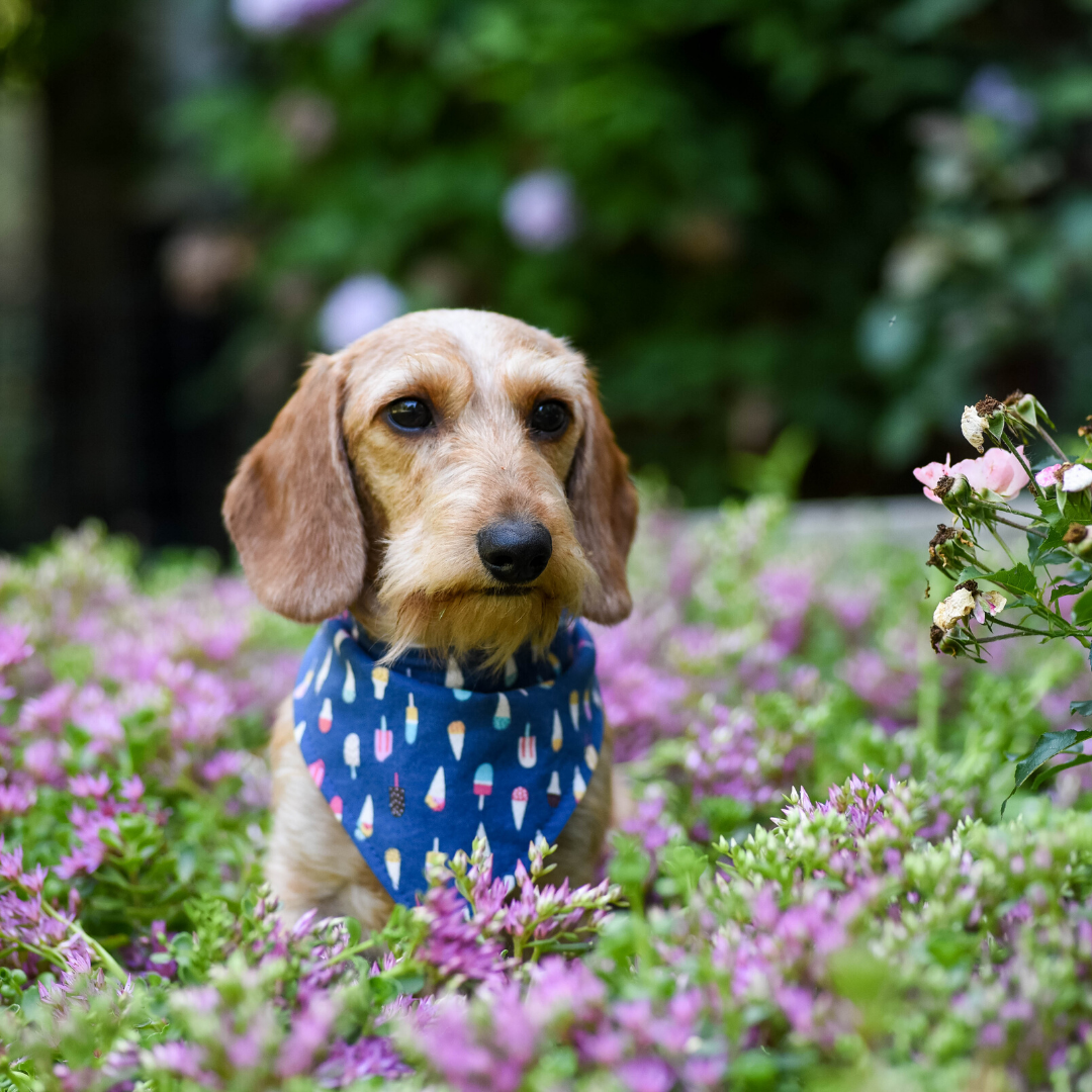 Bandana - Birthday Girl