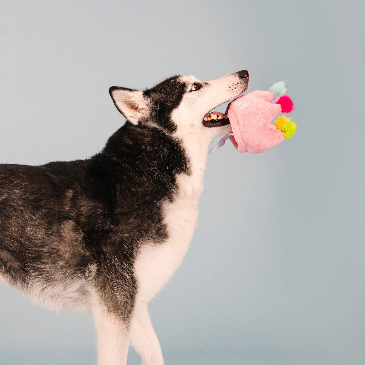 Petshop by Fringe Studio - If the Crown Fits