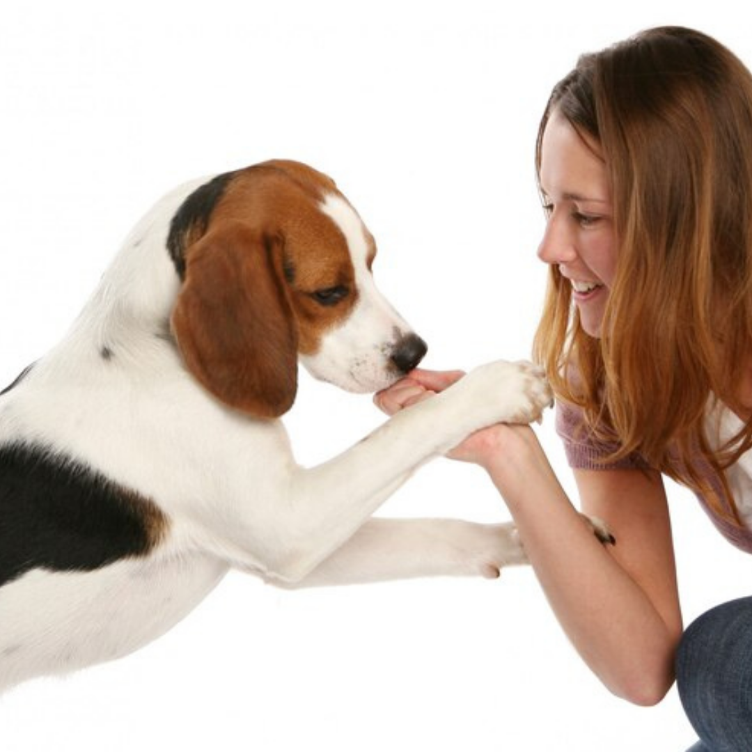 The Granville Island Pet Treatery - Paw Lickin' Good!