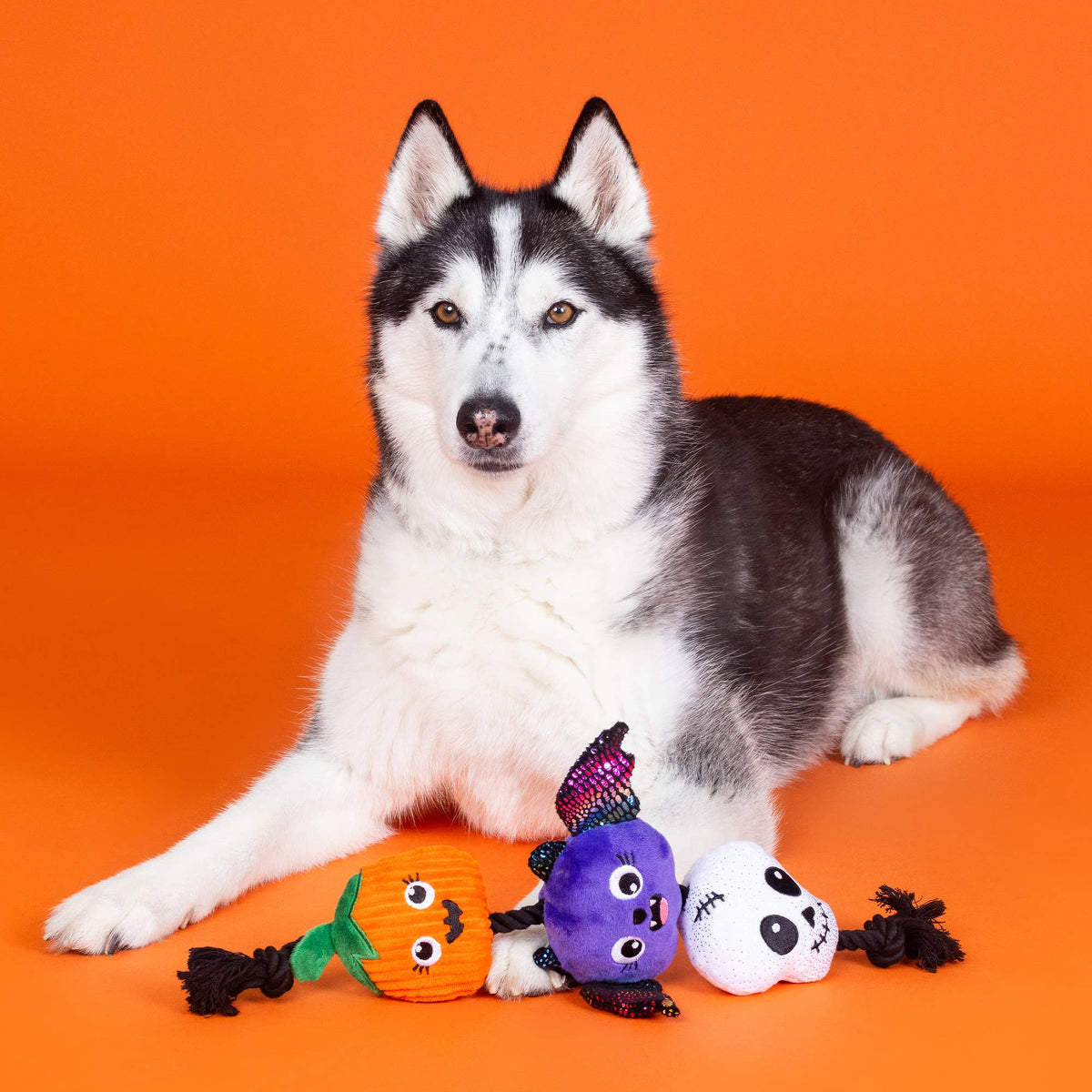 Petshop by Fringe Studio - Literally Dead Cute