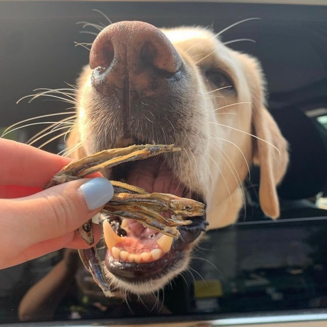 The Granville Island Pet Treatery - With Love and Fishes (XXL)