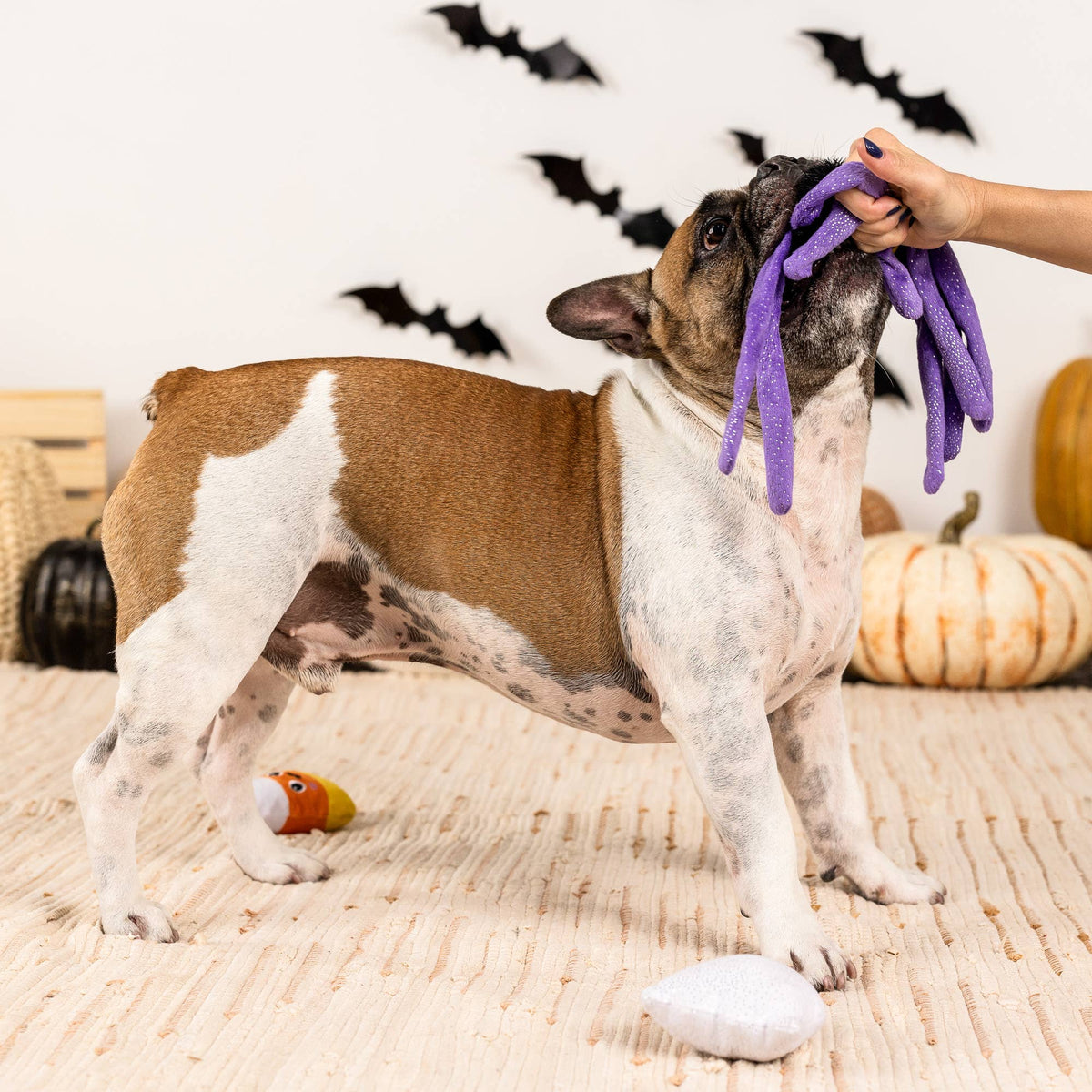 Petshop by Fringe Studio - Frightly Friends Set