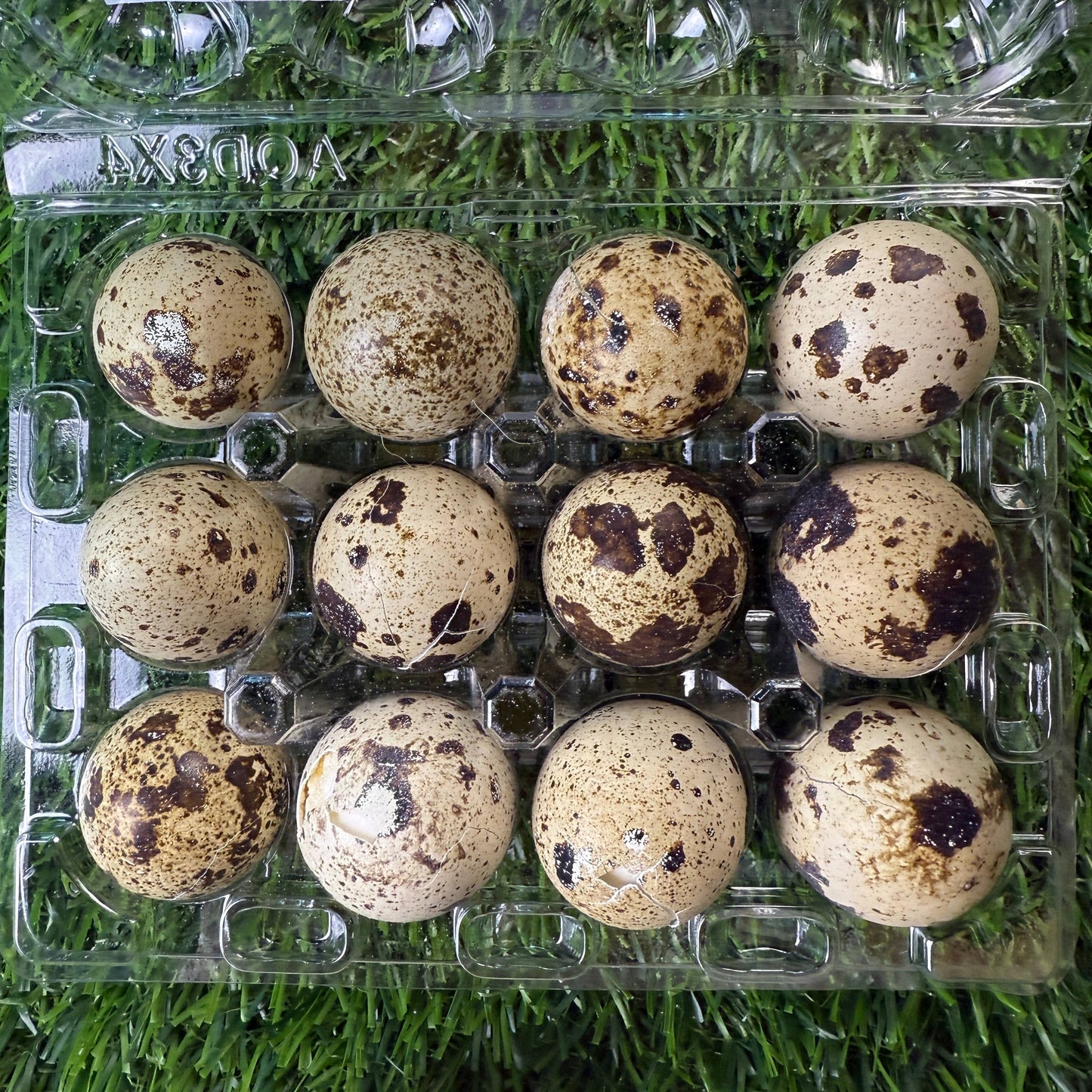 Golden Nibbles - Quail Eggs