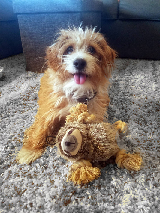 Steel Dog - Roper Prairie Sloth