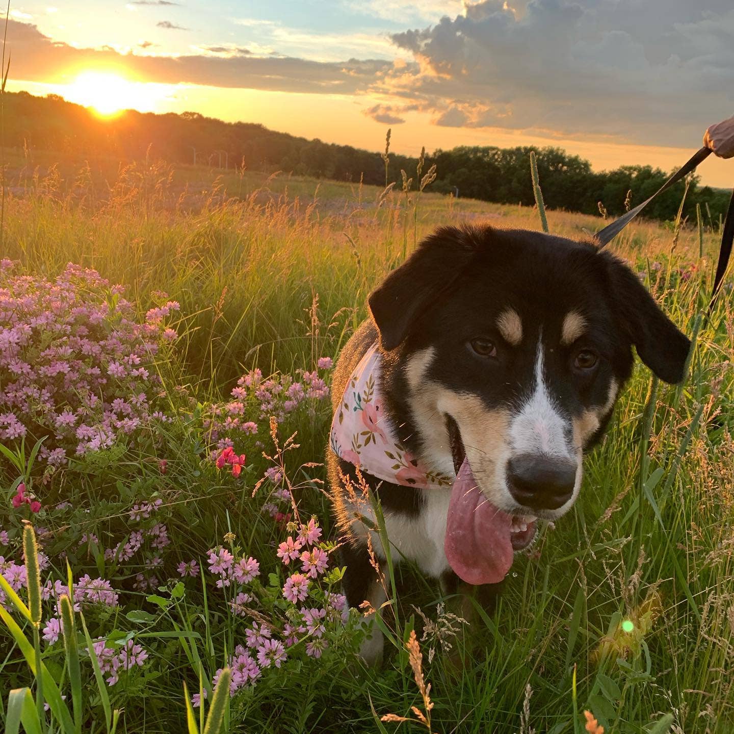Bandana - Birthday Boy