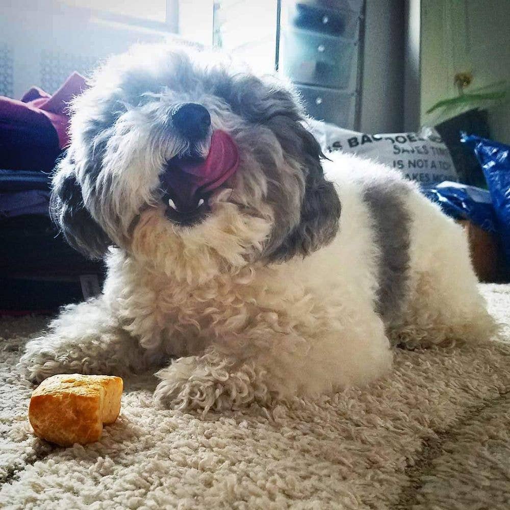 Yeti Dog Chew - Nuggets