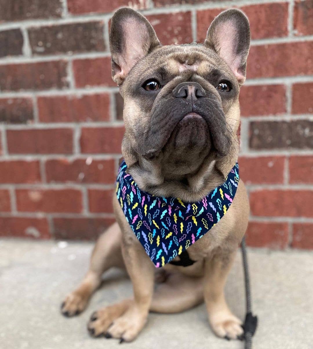 Bandana - Birthday Boy