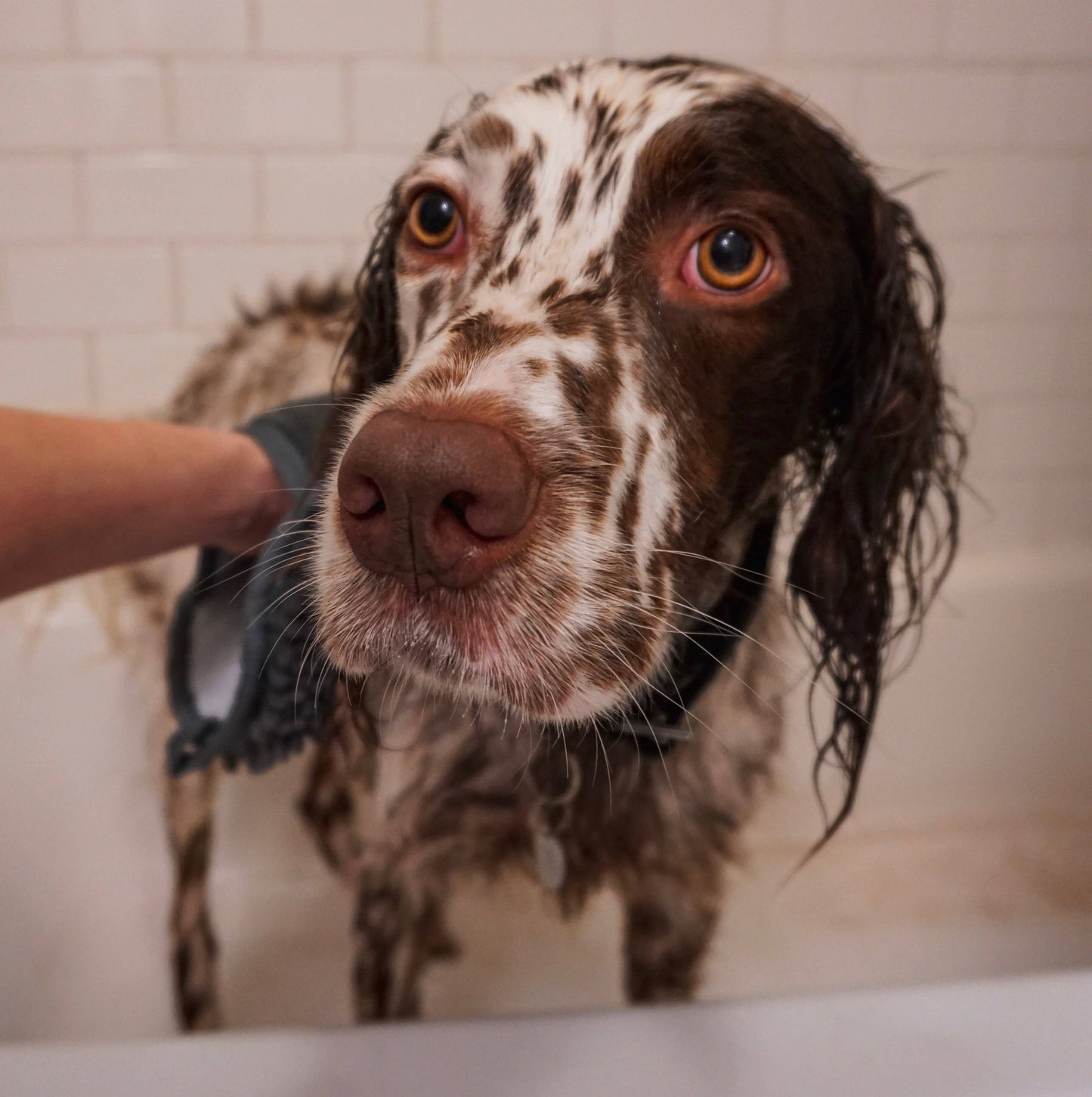 Tall Tails -  Clean Paws Drying Mitt