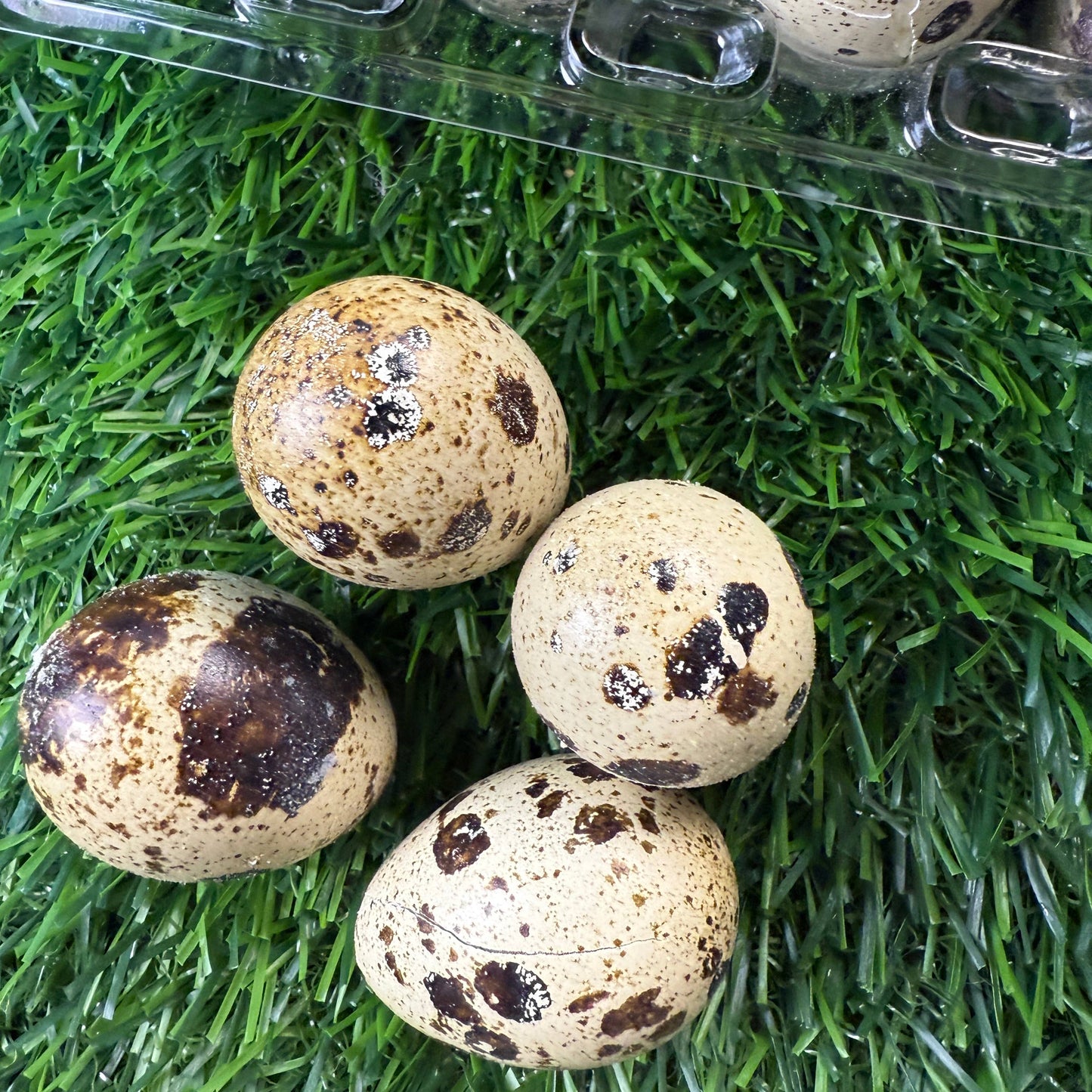 Golden Nibbles - Quail Eggs