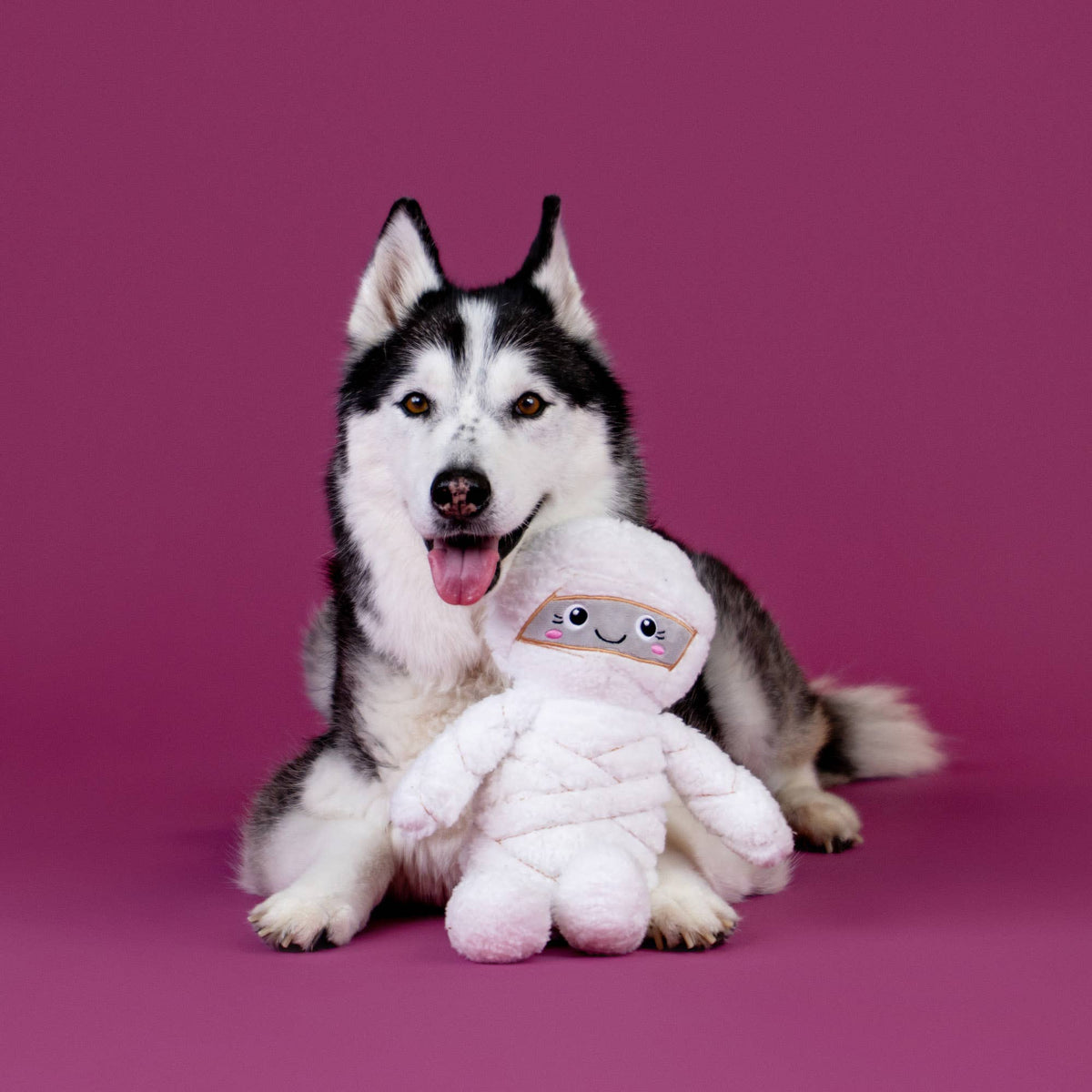 Petshop by Fringe Studio - Wrap Star