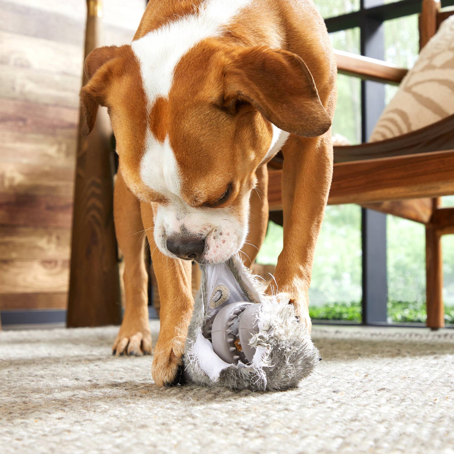 BARK - Super Chewer - Hare Raiser