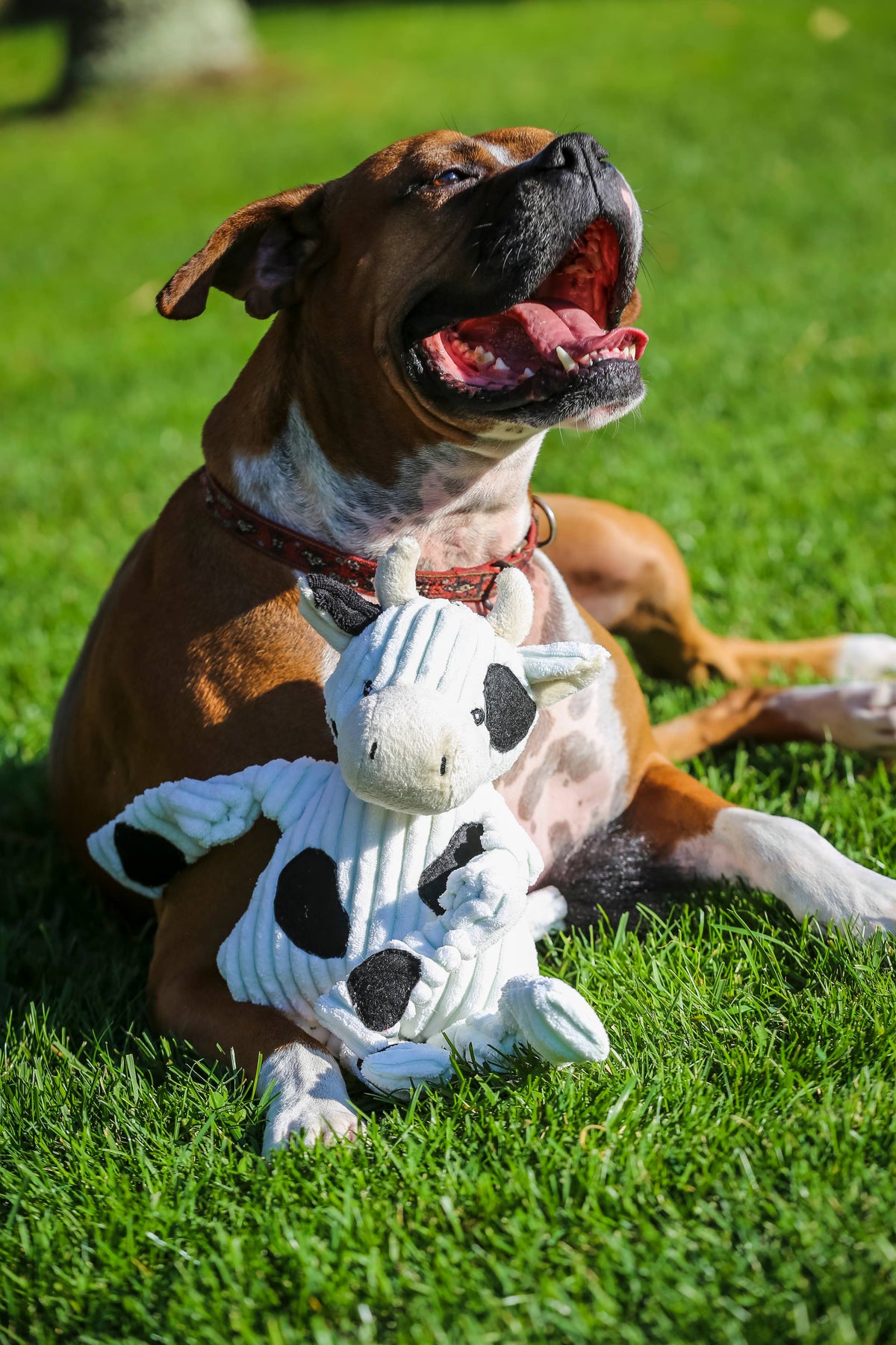 HuggleGroup - Dottie Cow Knottie®