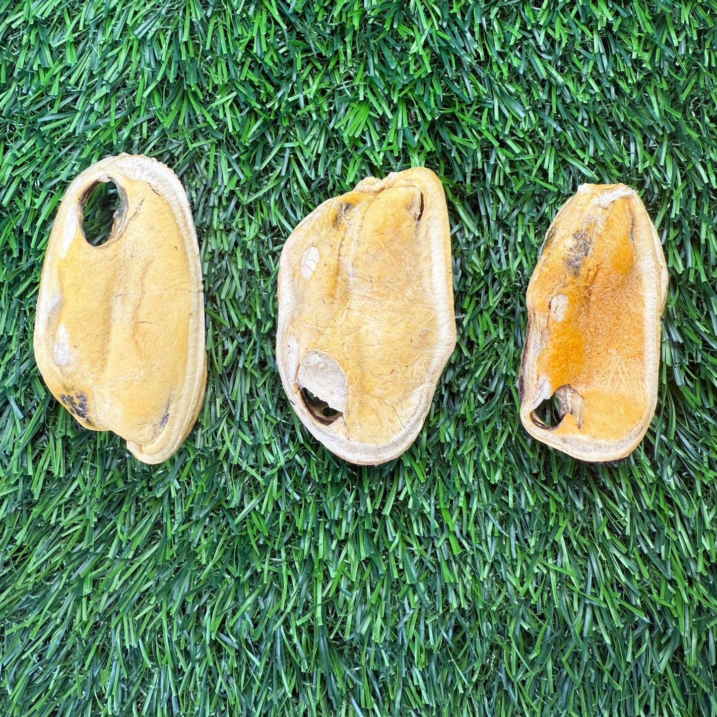 New Zealand Green-Lipped Mussel