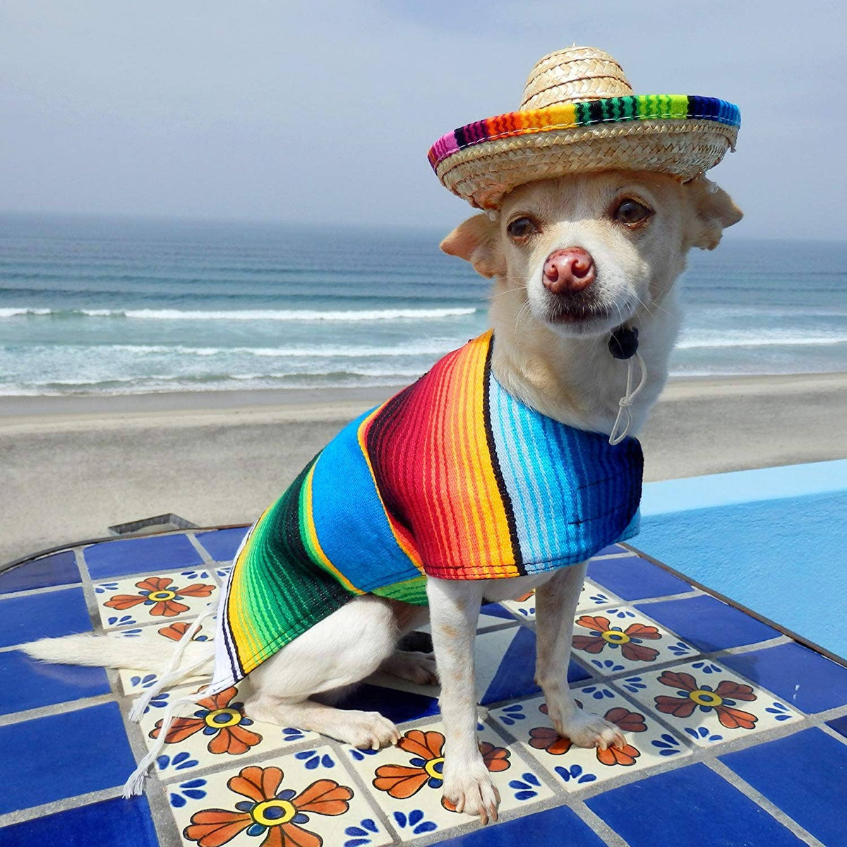 Dog Sombrero
