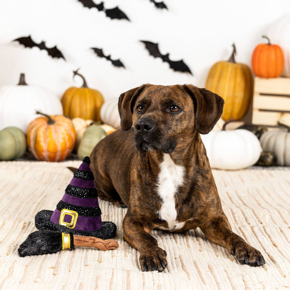 Petshop by Fringe Studio - If the Broom Fits Set