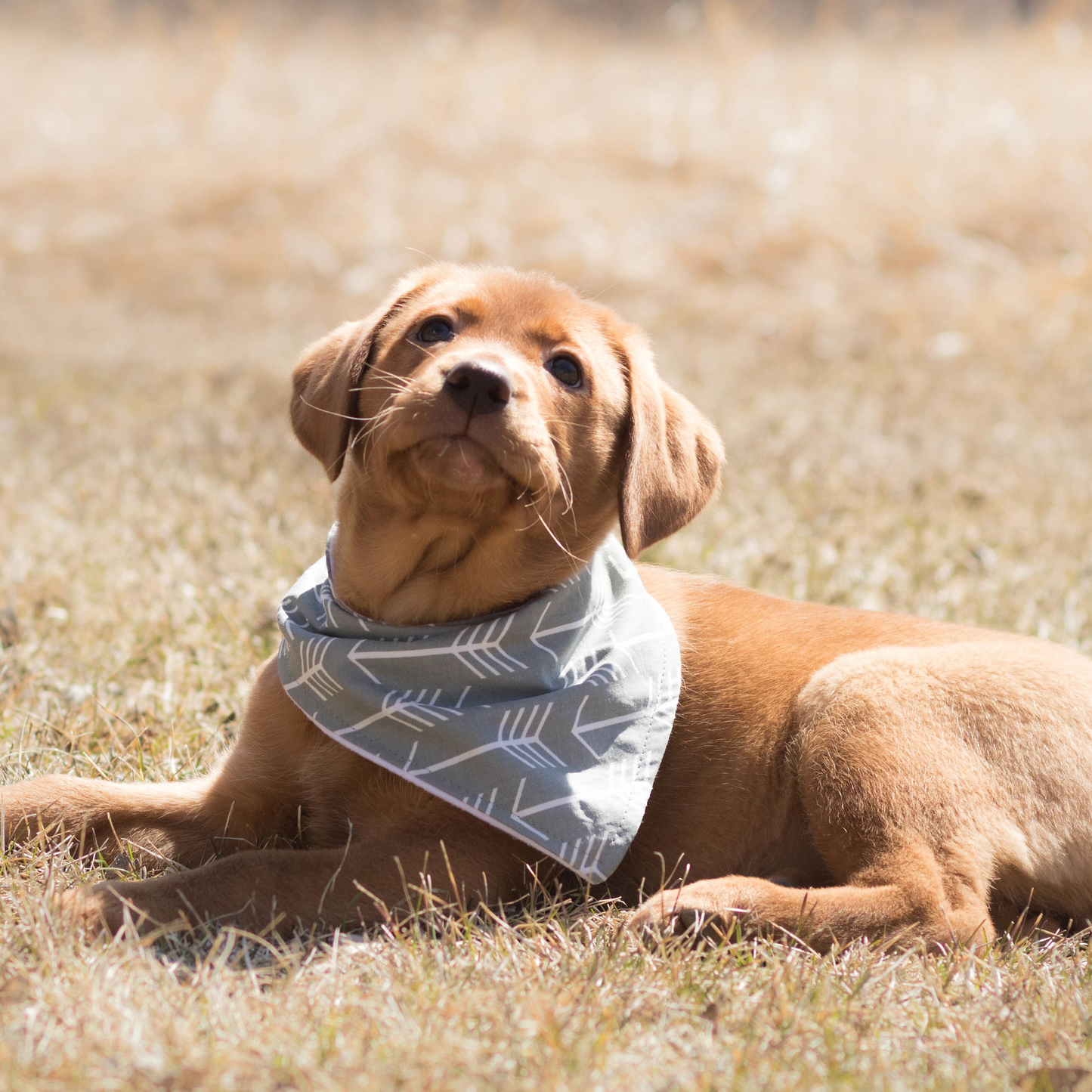 Bandana - Birthday Girl