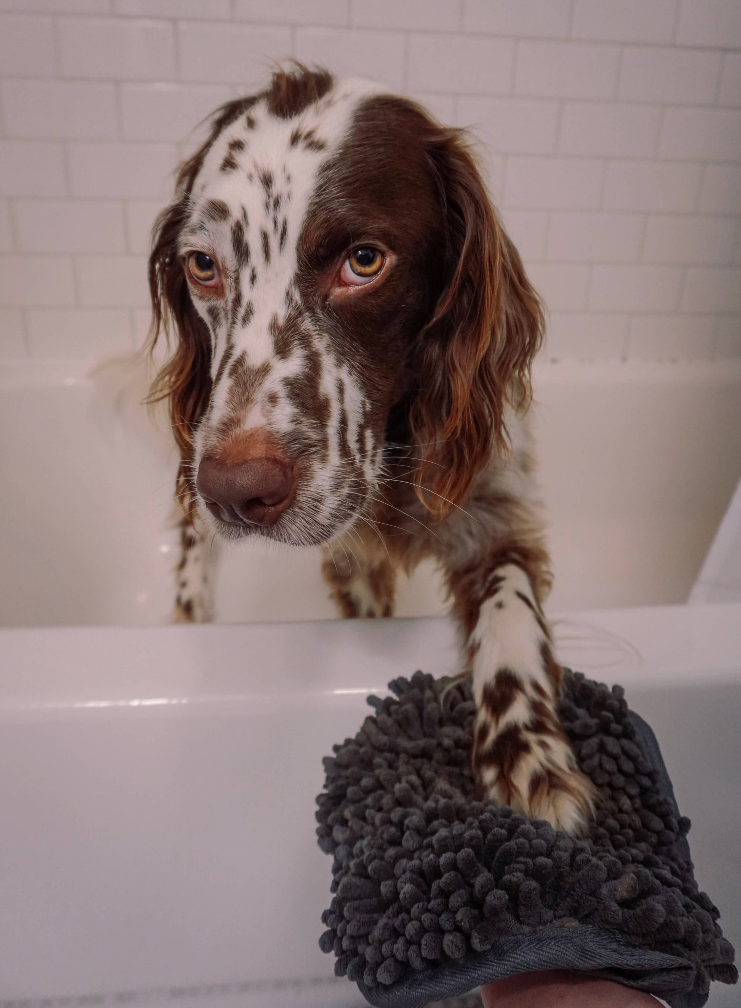 Tall Tails -  Clean Paws Drying Mitt