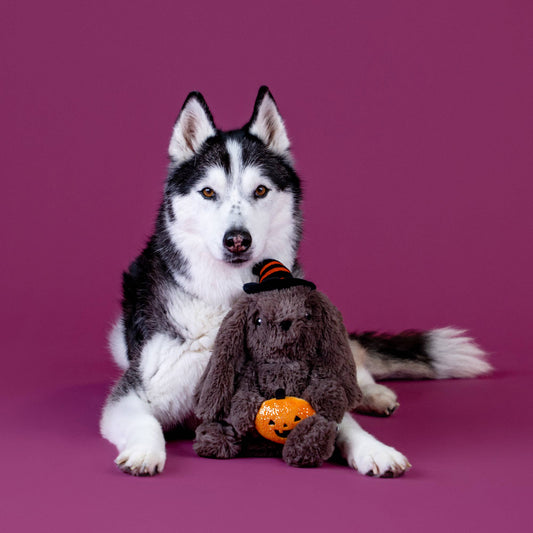 Petshop by Fringe Studio - Hocus Pocus Hare