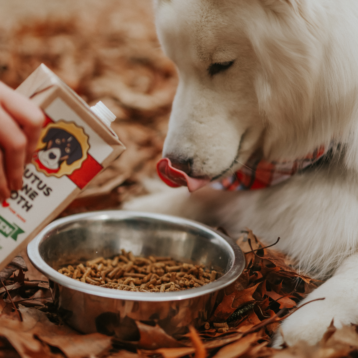 Brutus Bone Broth - Chicken